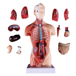 Modelo Anatômico do Corpo de Torso Humano - Ensino Médico - 15 Peças Removíveis. Aprofunde o conhecimento da estrutura do corpo com esse modelo de alta qualidade.