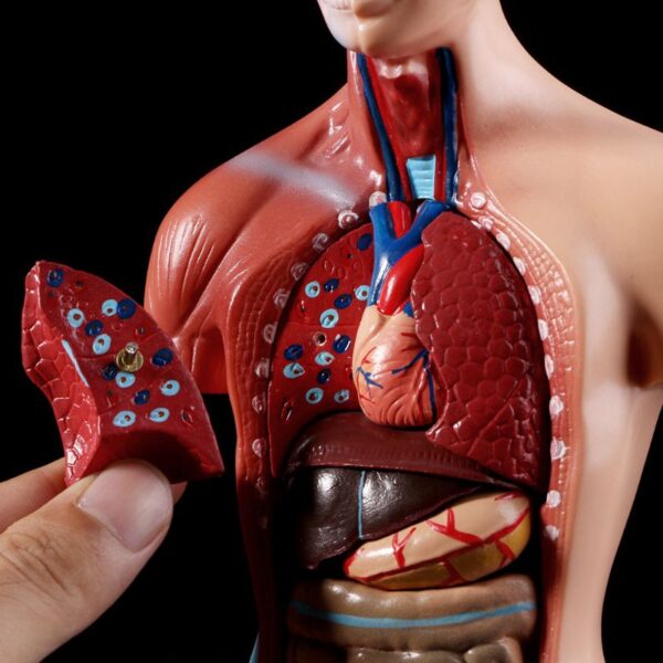 Modelo Anatômico do Corpo de Torso Humano - Ensino Médico - 15 Peças Removíveis. Aprofunde o conhecimento da estrutura do corpo com esse modelo de alta qualidade.