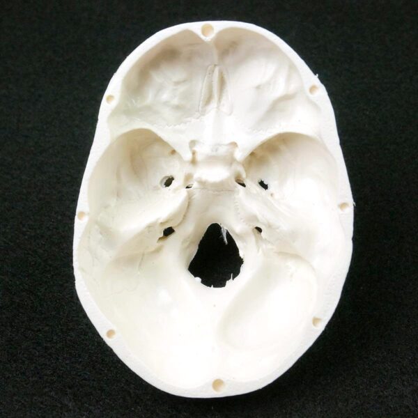 Modelo Anatômico de Crânio humano - Estudo da Anatomia da Cabeça - Portátil e Realista. Ideal para estudantes e profissionais da área médica.