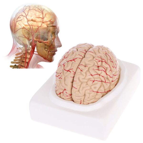 Modelo Anatômico do Cérebro Humano - PVC Durável, Detalhado e Prático. Estude o sistema nervoso com precisão e facilidade.