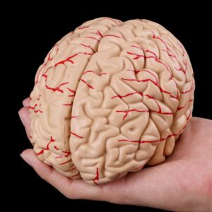 Modelo Anatômico do Cérebro Humano - PVC Durável, Detalhado e Prático. Estude o sistema nervoso com precisão e facilidade.