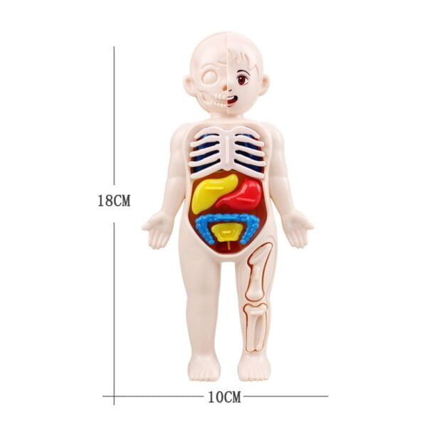 Brinquedo Montessori 3D: Anatomia do Corpo Humano para Aprendizagem Educacional dos Órgãos