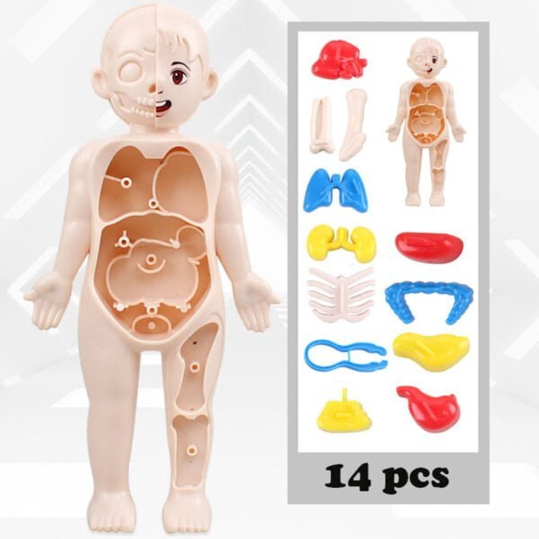 Brinquedo Montessori 3D: Anatomia do Corpo Humano para Aprendizagem Educacional dos Órgãos